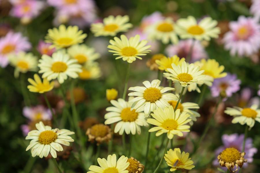 Türkiye'de daha büyüğü yok! Selçuklu Çiçek Bahçesi yeniden kapılarını açtı 11